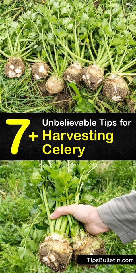 7+ Unbelievable Tips for Harvesting Celery in 2021 | Vegetable harvest ...