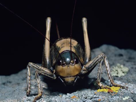 Mormon Crickets Are Creating Havoc in Nevada | Smithsonian