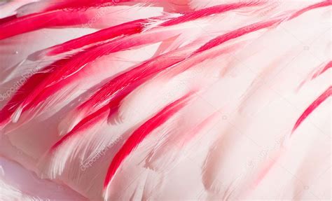 Pink flamingo feathers — Stock Photo © swisshippo #34706497