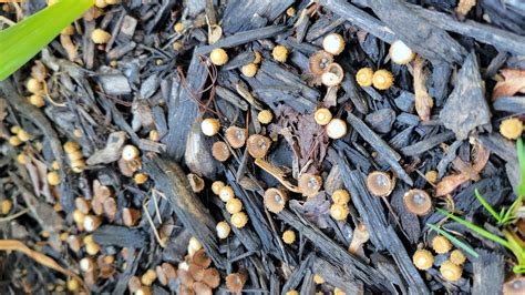 fungi identification - What are these fungal growths in my gardens mulch? - The Great Outdoors ...