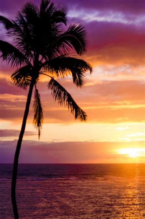 Hawaiian Sunrise | Palm tree sunset, Water sunset, Scenery