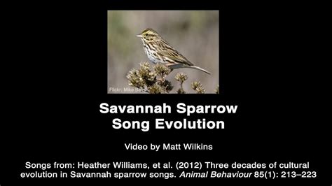 Savannah Sparrow song evolution - YouTube