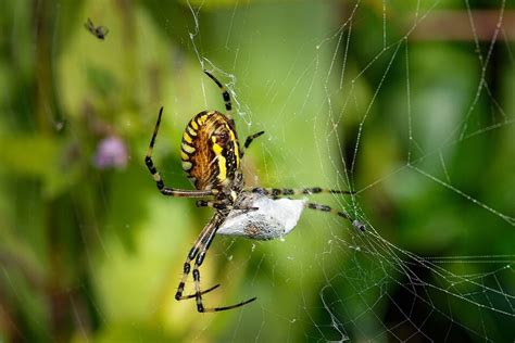 Fear of Spiders: (Arachnophobia) - Sydney Phobia Therapy