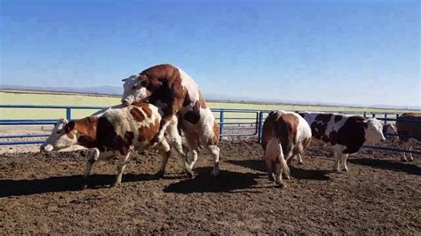 Bulls & Cows Mating 2021 | Animal Mating 2021 | Cow Mating | Bull Mating 4 - YouTube