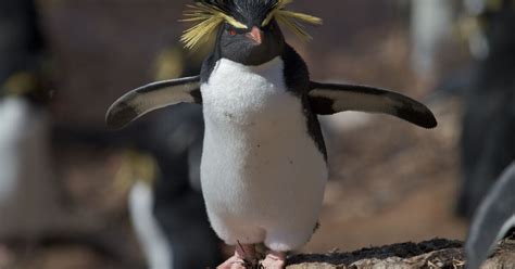 Northern rockhopper penguin – Australian Antarctic Program