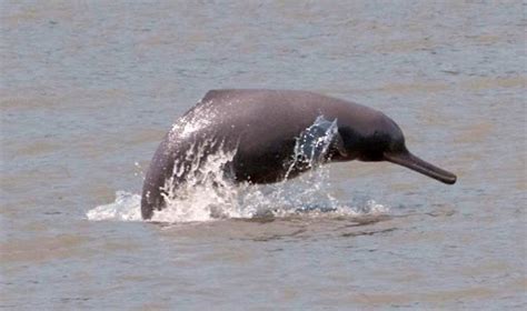 Conserving the endangered Indus River Dolphin - Wildlife Conservation