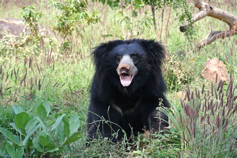 Sloth Bear Info, Pictures, Facts & Video: Long Haired Insect Eater