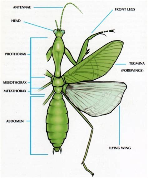 Praying Mantis Anatomy