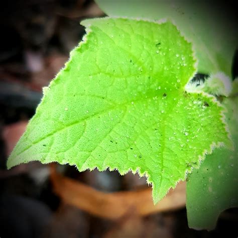 Plant Profile – Lebanese Cucumber – Jane Grows Garden Rooms