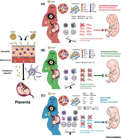 Toxoplasma Effectors that Affect Pregnancy Outcome: Trends in Parasitology