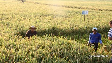 Palay prices reach P19 per kilo in top-producing areas – DA