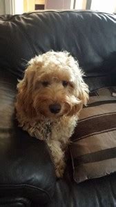 rehoming cockapoo Archives - Miss Darcy's Adventures