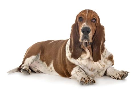 Basset Hound Names – [240 Awesome Ideas] - My Dog's Name