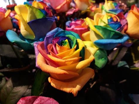 How To Make DIY Rainbow Roses | Valentine's Day Flower Arrangement