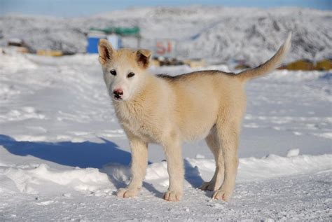 Are Greenland Dogs Intelligent Dogs