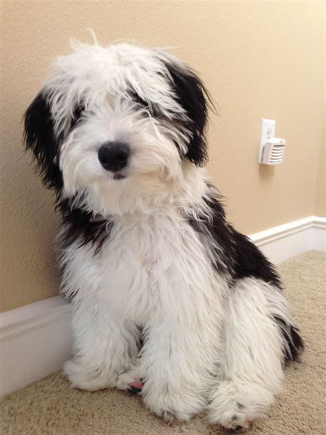 Pin by Elizabeth_M on Mini Sheepadoodle Cleo (pawtra) | Cute dogs ...