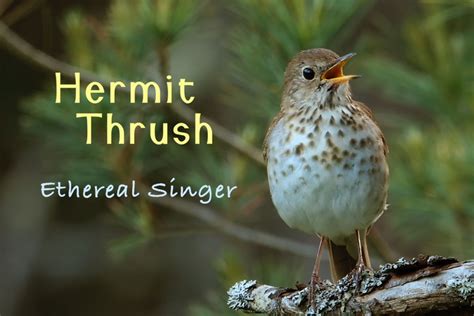 Hermit Thrush - featured image 1350X900 | Music of Nature