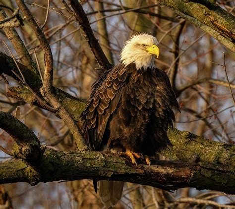 Perched Bald Eagle Photograph by Franklin Baker - Pixels