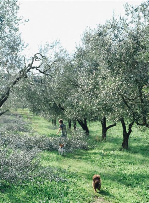 The Olive Harvest in Italy - An American in Rome