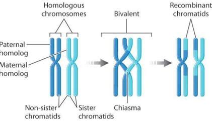 Topic 3.3: Meiosis - AMAZING WORLD OF SCIENCE WITH MR. GREEN