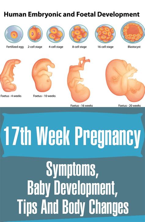 17 Weeks Pregnant - Symptoms, Baby Development, Tips And Body Changes | Pregnancy, Babies and ...