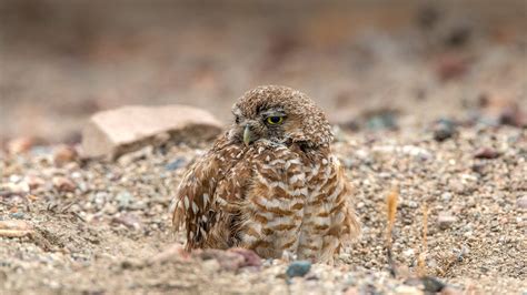 Burrowing Owl | San Diego Zoo Animals & Plants