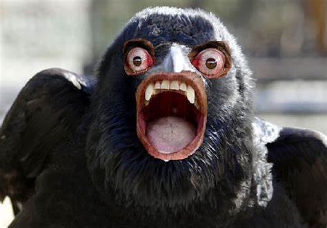 Create meme "the curse of the Raven, the latest memes, river crow of the Tambov region ...