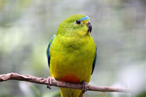 Orange-bellied Parrot Conservation :: Currumbin Wildlife Sanctuary