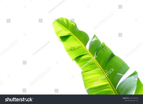 Banana Leaf Isolated On White Background Stock Photo 1351242749 | Shutterstock