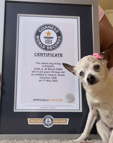 22-Year-Old Pebbles Named Oldest Living Dog by Guinness World Records