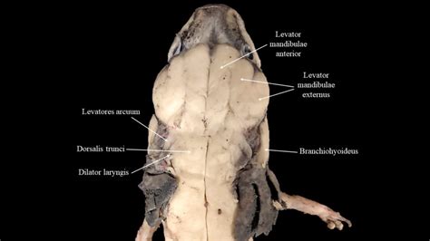 Necturus musculature | Atlas of Comparative Vertebrate Anatomy