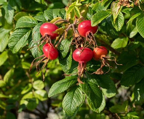 Rose (Rugosa Rose Hips) Maturity Graduating Set Of 4 Veiner Botanically Correct Products By ...