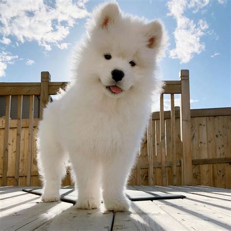 #1 Chó Samoyed giá bao nhiêu? Phân biệt giống Samoyed thuần chủng, các giống lai - Thudaumot