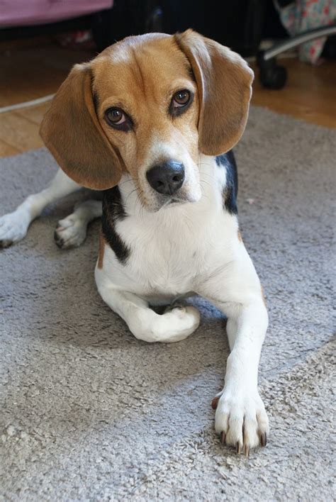 Training Your Beagle to Learn House Manners - Dog Training Advice Tips