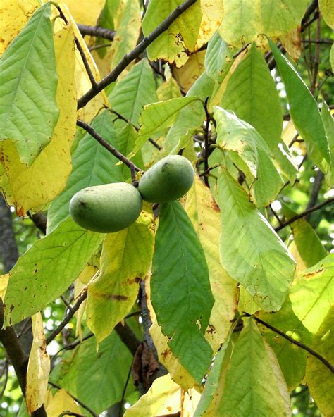 The Pawpaw - by George Hedgepeth - the Michigan Pawpaw tree, harvesting wild foods, foraging ...