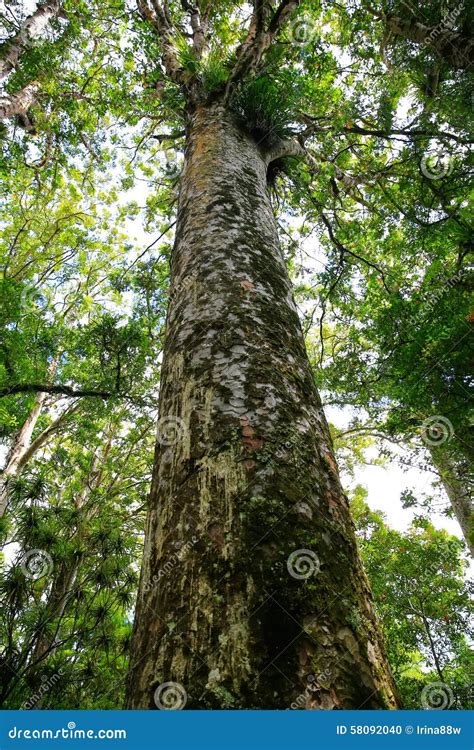 Very Tall Tree Towering Above Thre Land in New Zealnd. Stock Photo ...