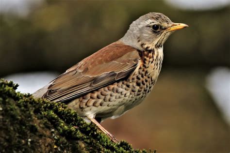 Wacholderdrossel, Turdus pilaris Foto & Bild | natur, tiere, vögel ...