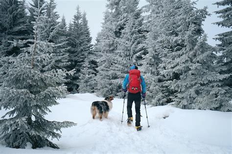 Premium Photo | Man hiking with dog in beautiful winter forest in mountain