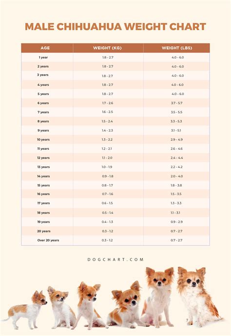 Chihuahua Weight Chart - DogChart