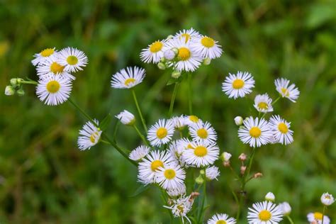 All About Fleabane - Minneopa Orchards