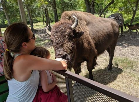 Go on a Safari in Alvin, Texas... at the Bayou Wildlife Zoo ...