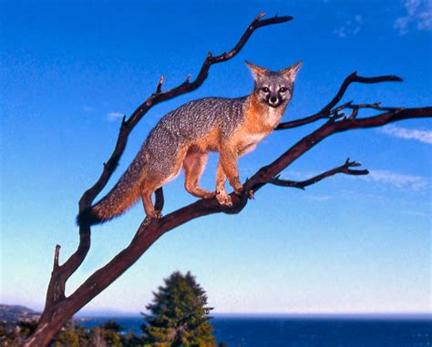 Gray Fox climbing tree – Mendonoma Sightings