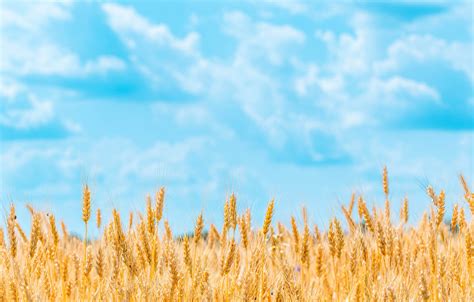 Wallpaper field, summer, the sky, clouds, nature, background, blue, rye, yellow, spikelets ...