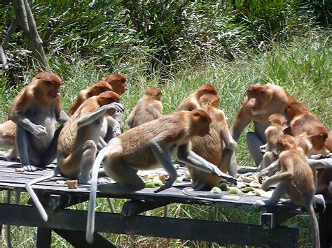 Much Ado About Us: Proboscis Monkey Sanctuary, Borneo