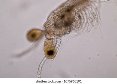 Mysis Zooplankton Under Microscope Stock Photo 1075968191 | Shutterstock