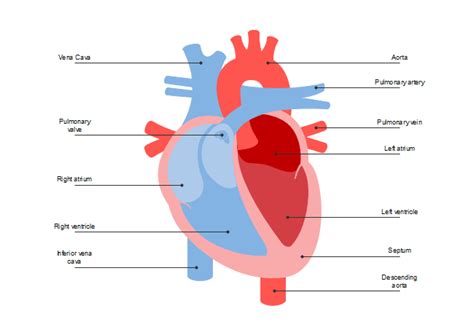 Heart Diagram | Free Heart Diagram Templates