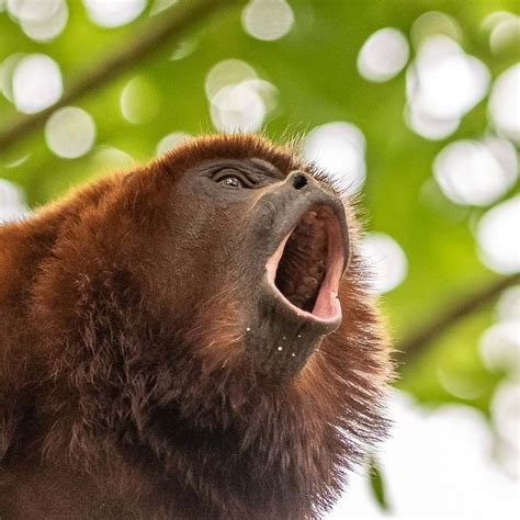 Red Howler Monkeys