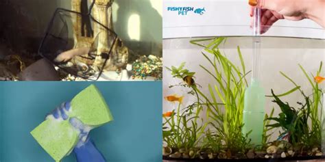 Fish Tank Maintenance and Cleaning Tips: Expert Tips (2024)