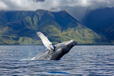 15 Best Places to Whale Watch in the US + When to Go