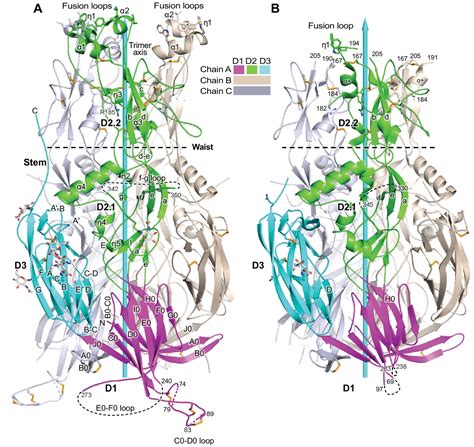 Fusion surface structure, function, and dynamics of gamete fusogen HAP2 | eLife